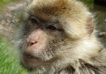 Image showing little monkey