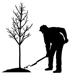 Image showing Man planting a tree