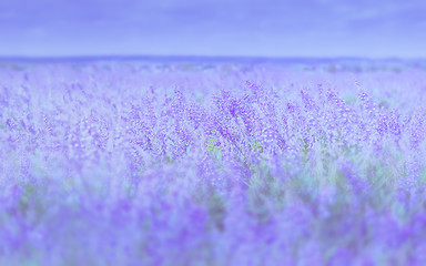 Image showing Gentle Lilac Floral Background Of Blossom Field 