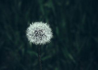 Image showing  Dandelion Blowball Close-up On Dark Green Background