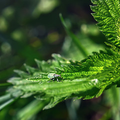 Image showing Green Beetle On Leaves Close-up