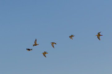 Image showing Group with Golden Plovers birds flying in formation by a blue sk