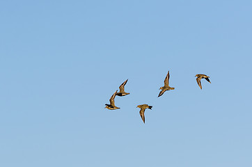 Image showing Flock with wader birds in flight by fall migration