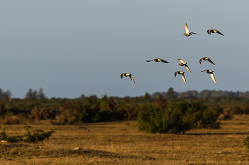 Image showing Flock with Golden Plovers in flight by fall migration