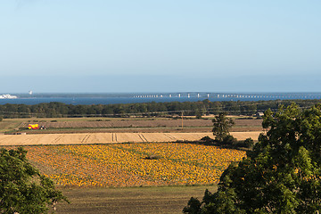 Image showing Landscape with a field ripe pumpkins ready for harvest