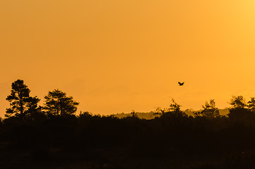 Image showing Eagle flying by sunrise in a silhouetted landscape