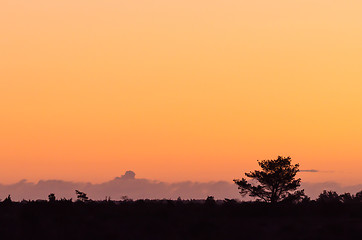 Image showing Sunrise in a landscape with a tree silhouette and orange sky