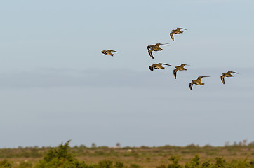 Image showing Group with Golden Plovers birds flying in formation over a lands