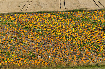 Image showing Field with ripe pumpkins ready for harvest