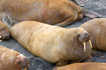 Image showing Life Atlantic walruses at haul out sites is (at most) of sleep and small conflicts with neighbors