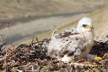 Image showing rough-legged Buzzard chick in nest on cliff on tundra river