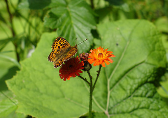 Image showing butterfly