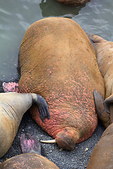 Image showing Life Atlantic walruses at haul out sites is (at most) of sleep and small conflicts with neighbors