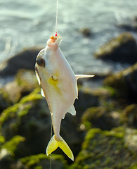 Image showing Amateur fishing in India 6. This triggerfish caught on clam meat