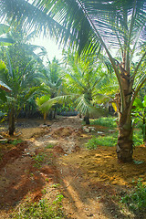 Image showing South Kerala Coconut trees