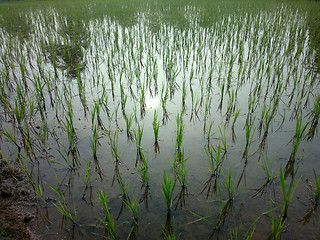 Image showing rice fields at sunset evening light.