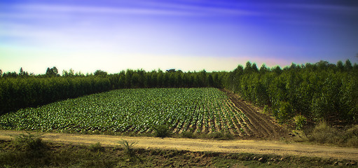 Image showing field of agriculture in India