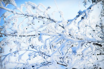 Image showing plants were covered with frost