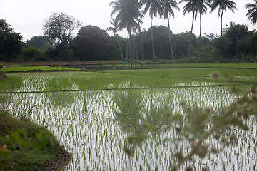 Image showing rice fields in Asia