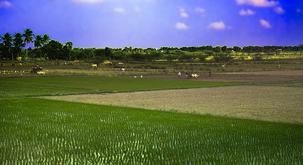 Image showing Peasants working in rice fields, plowing with zebu, palm trees, lots of white herons. India