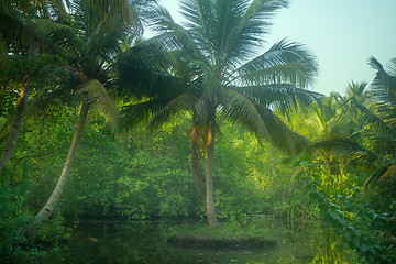 Image showing Backwaters, Sago palms. Kerala, India