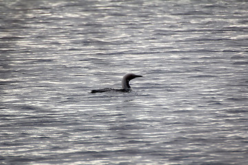 Image showing Black-throated diver (Gavia arctica)