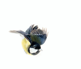 Image showing Instant photography allows you to see oxeye (Great Tit) of air balancer