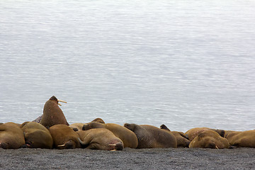 Image showing sleeping on sand big bodies