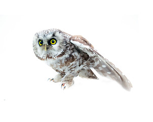 Image showing Tengmalm\'s owl on white background