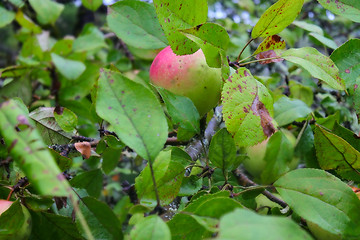 Image showing most eco healthy apples