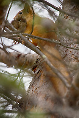 Image showing Animal mouth ful of moss