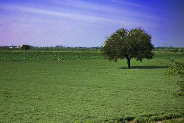 Image showing field of agriculture in India