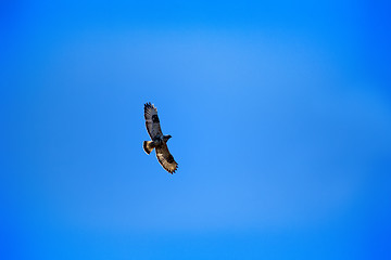 Image showing Rough-legged Buzzard flying over nest.