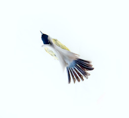 Image showing Instant photography allows you to see oxeye (Great Tit) of air balancer