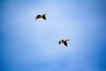 Image showing Forest-breeding bean goose - flock of breeding geese