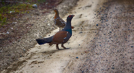 Image showing capercailye (Tetrao urogallus) out on gravel road