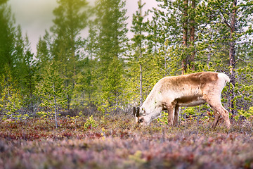 Image showing Feral reindeer in taiga
