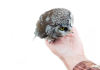 Image showing Tengmalm\'s owl in hands on white background