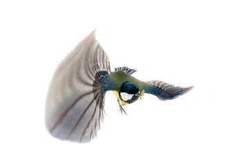 Image showing Instant photography allows you to see oxeye (Great Tit) of air balancer