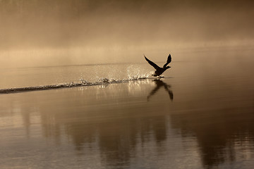 Image showing Spring landscape with Loon.