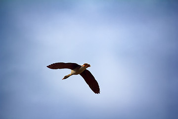 Image showing Forest-breeding bean goose