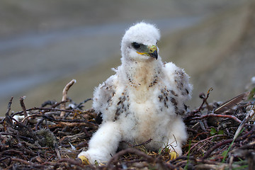 Image showing rough-legged Buzzard chick in nest on cliff on tundra river