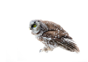 Image showing Tengmalm\'s owl on white background