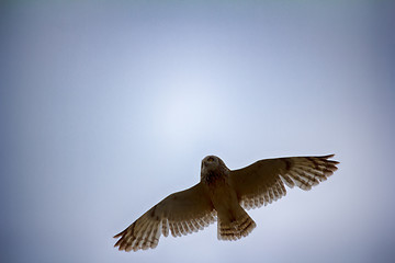 Image showing Short-eared owl (marsh owl, Asio flammeus) flies over nest