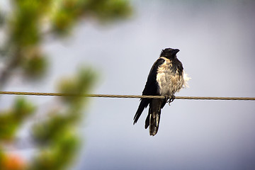 Image showing Hooded crow in electric wire.