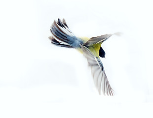 Image showing Instant photography allows you to see oxeye (Great Tit) of air balancer