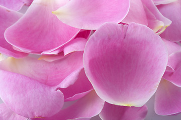 Image showing macro shot of pink rose petals