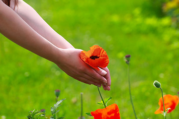 Image showing Big red field poppies in girl\'s hands