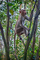 Image showing Indian macaques in dry season.