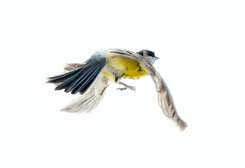 Image showing Instant photography allows you to see oxeye (Great Tit) of air balancer